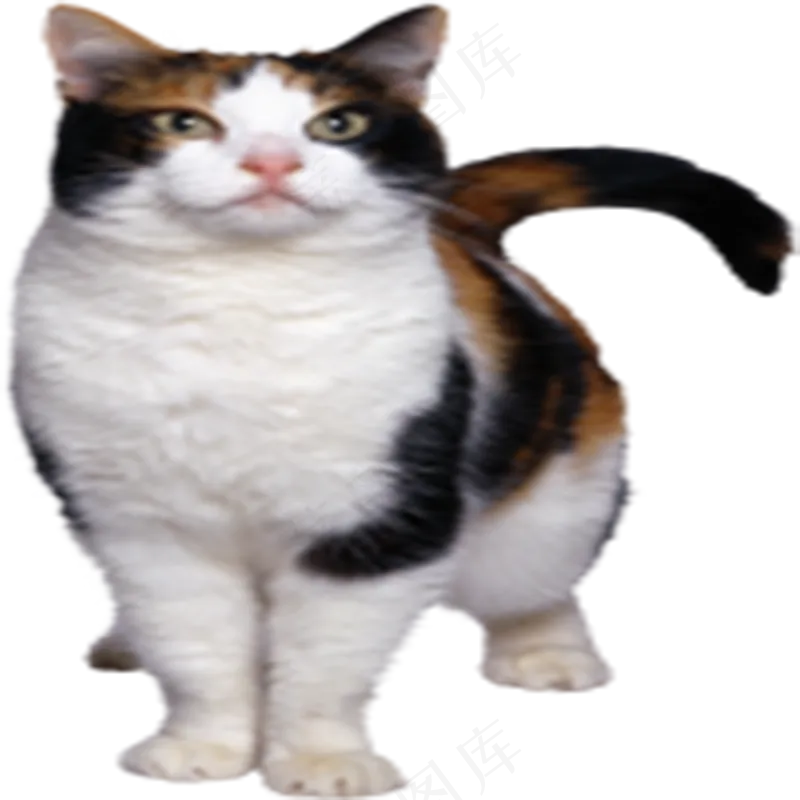 猫咪4-catpsd模版下载