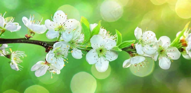 春天白花李花立春春分惊蛰绿色摄影图(1568x768)