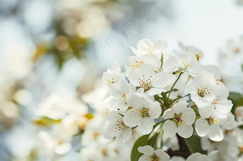 春日樱花花朵摄影图(4032x2688)