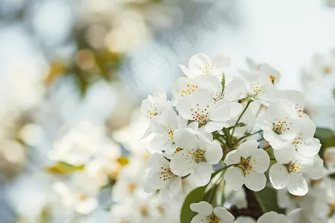 春日樱花花朵摄影图