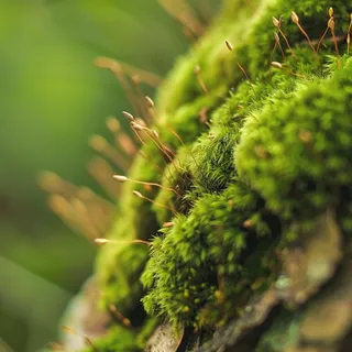 苔藓石壁上生长的苔藓春天摄影图