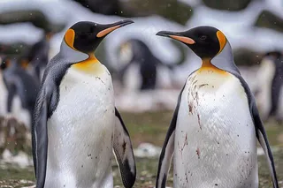 冰雪天地的企鹅寒冷动物摄影图
