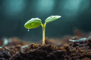 春天萌芽发芽雨水谷雨立春摄影图