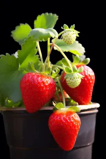 草莓水果摄影图