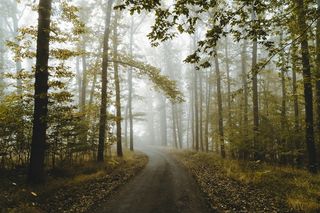 薄雾笼罩的森林中的小路