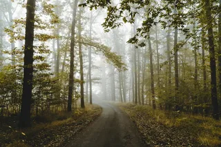 薄雾笼罩的森林中的小路
