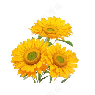 黄色向日葵花朵免抠素材3