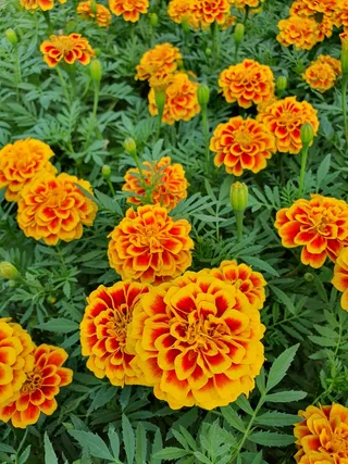 花园金盏花盛开2