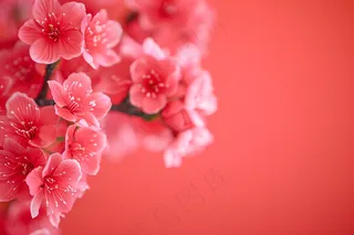桃花梅花红色背景摄影图