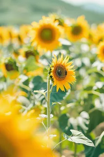 向日葵向阳鲜花摄影图