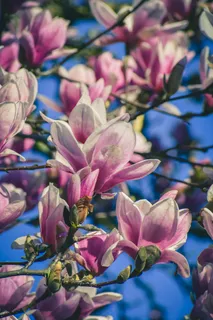 户外玉兰花花朵 户外玉兰花花朵
