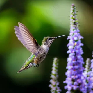 蜂鸟世界上最小的鸟摄影图 蜂鸟世界上最小的鸟摄影图