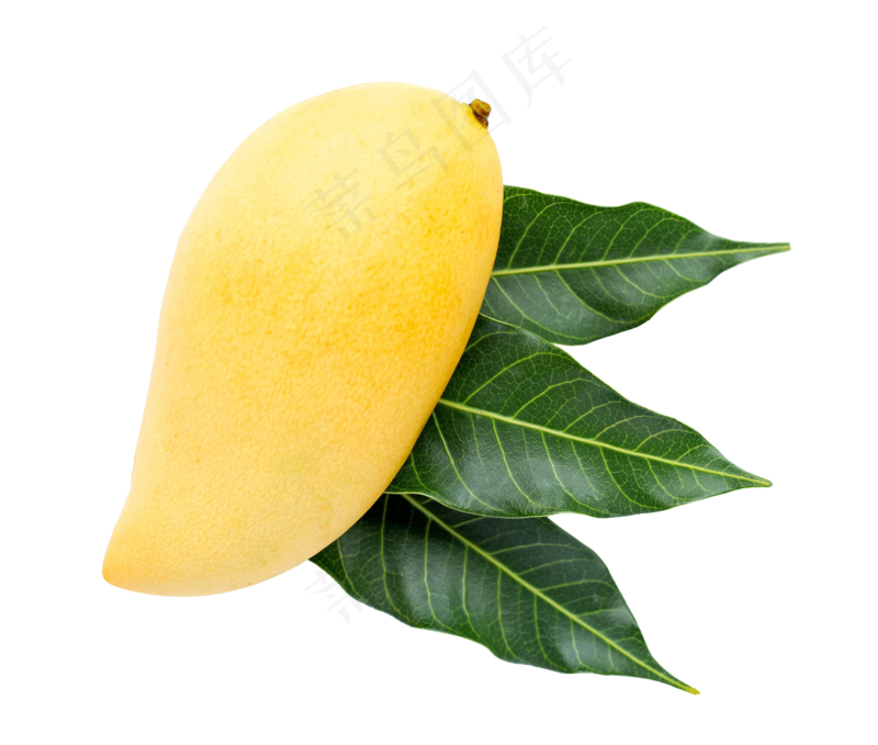 新鲜芒果免扣图
