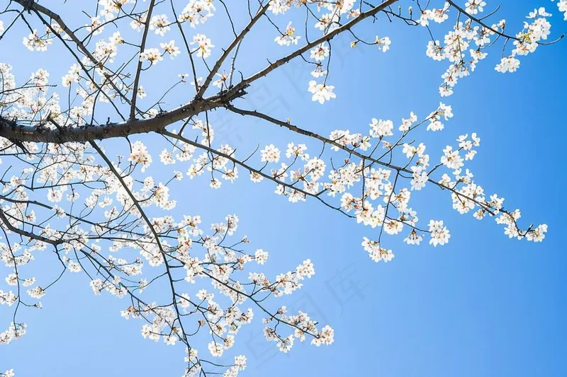 春日樱花花朵摄影图(4032x2688)