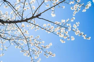 春日樱花花朵摄影图