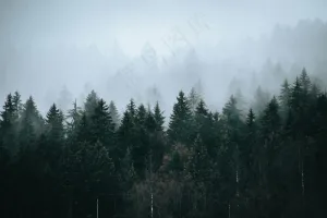 薄雾笼罩的森林