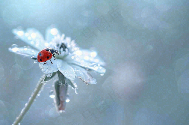 下雨天白色花朵上的七星瓢虫昆虫春天雨水谷雨摄影图(1344x896)