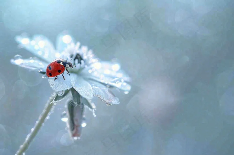 下雨天白色花朵上的七星瓢虫昆虫春天雨水谷雨摄影图(1344x896)