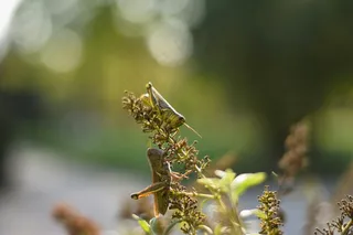 自然中的交响曲：蚱蜢与植物的和谐