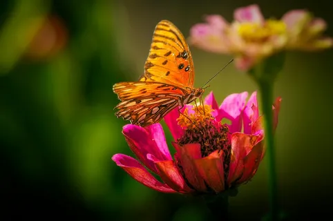 橙色蝴蝶红火花 橙色蝴蝶红火花