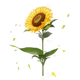 黄色向日葵免抠素材47