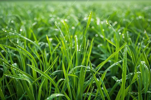 春天梅雨季的草地嫩草露珠摄影图 春天梅雨季的草地嫩草露珠摄影图