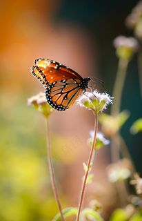 花间舞者:橙色与紫色的浪漫邂逅 花间舞者:橙色与紫色的浪漫邂逅