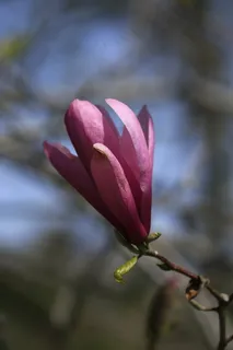 户外玉兰花花朵 户外玉兰花花朵