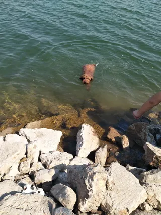 水中游泳的小狗