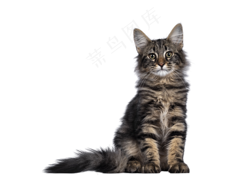 坐着的小猫