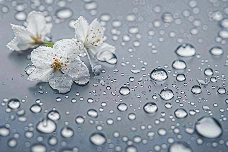 雨天掉落的白色花朵雨水谷雨寒露摄影图(1344x896)