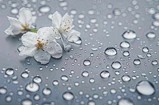 雨天掉落的白色花朵雨水谷雨寒露摄影图