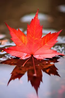 掉落水面的红色枫叶水中倒影秋天摄影图 掉落水面的红色枫叶水中倒影秋天摄影图