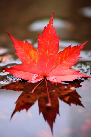 掉落水面的红色枫叶水中倒影秋天摄影图