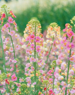 油菜花的季节来了8