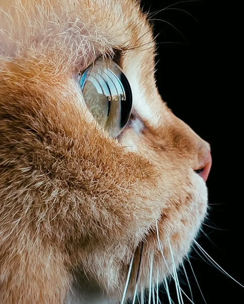 可爱猫咪摄影