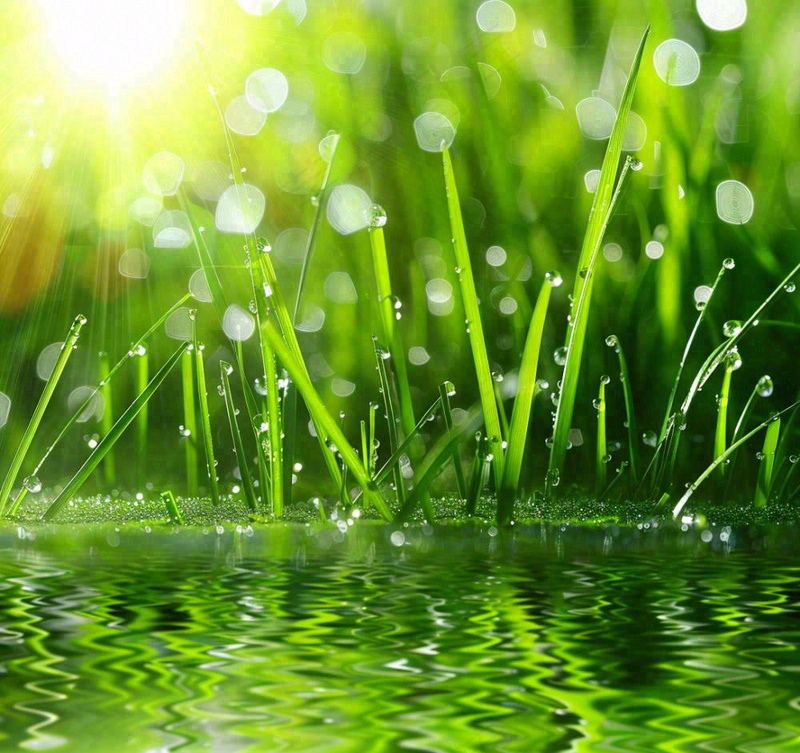 雨天草地上的积水绿叶上挂着水滴春天春分雨水谷雨摄影图