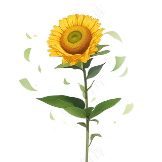黄色向日葵免抠素材7