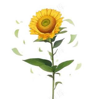 黄色向日葵免抠素材7