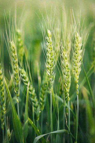 绿色小麦麦穗农田种植小满芒种摄影图