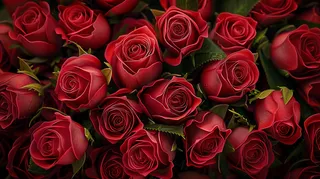 玫瑰花鲜花花朵摄影图