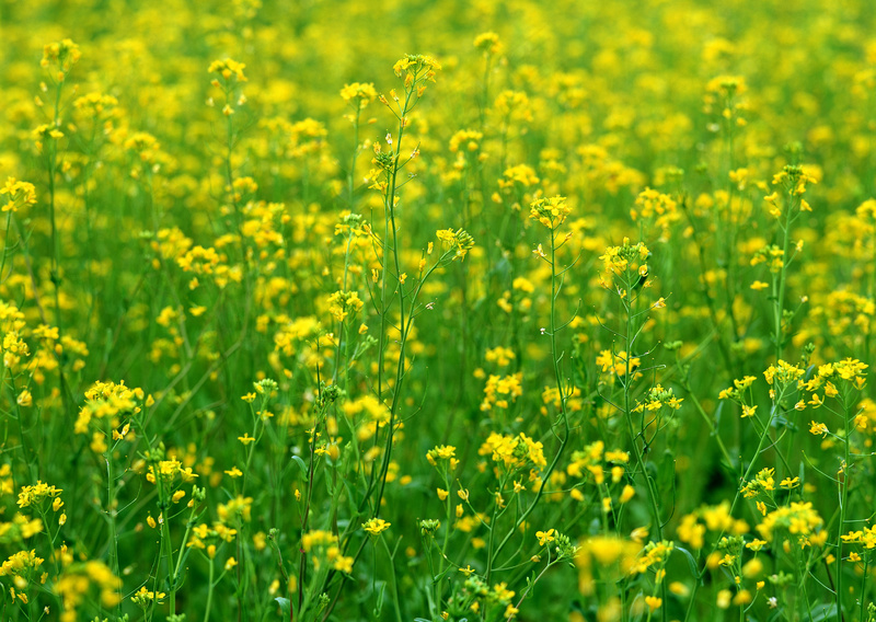 油菜花花田花海