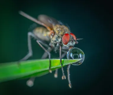 露珠旁的微观世界探秘者 露珠旁的微观世界探秘者