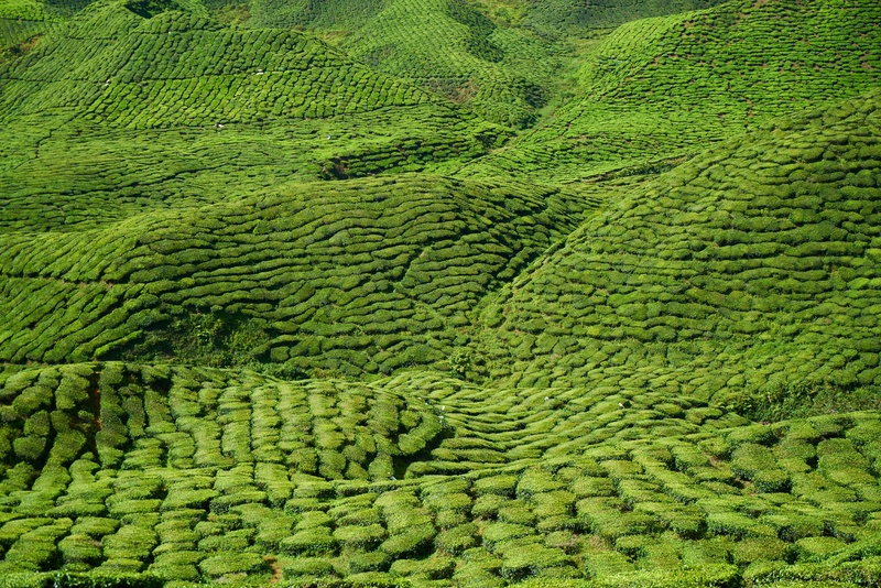 户外茶叶茶园