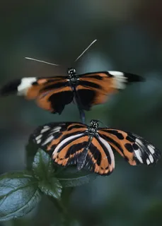 双蝶展翅于翠绿叶间 双蝶展翅于翠绿叶间