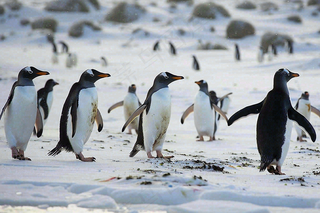 冰雪天地的企鹅寒冷动物摄影图