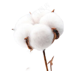 白白的云啊12+棉花