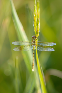 蜻蜓植物枝干昆虫摄影图