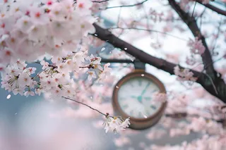 春日樱花花朵摄影图