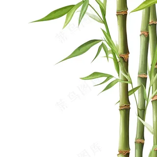竹子竹叶绿色卡通插画免抠